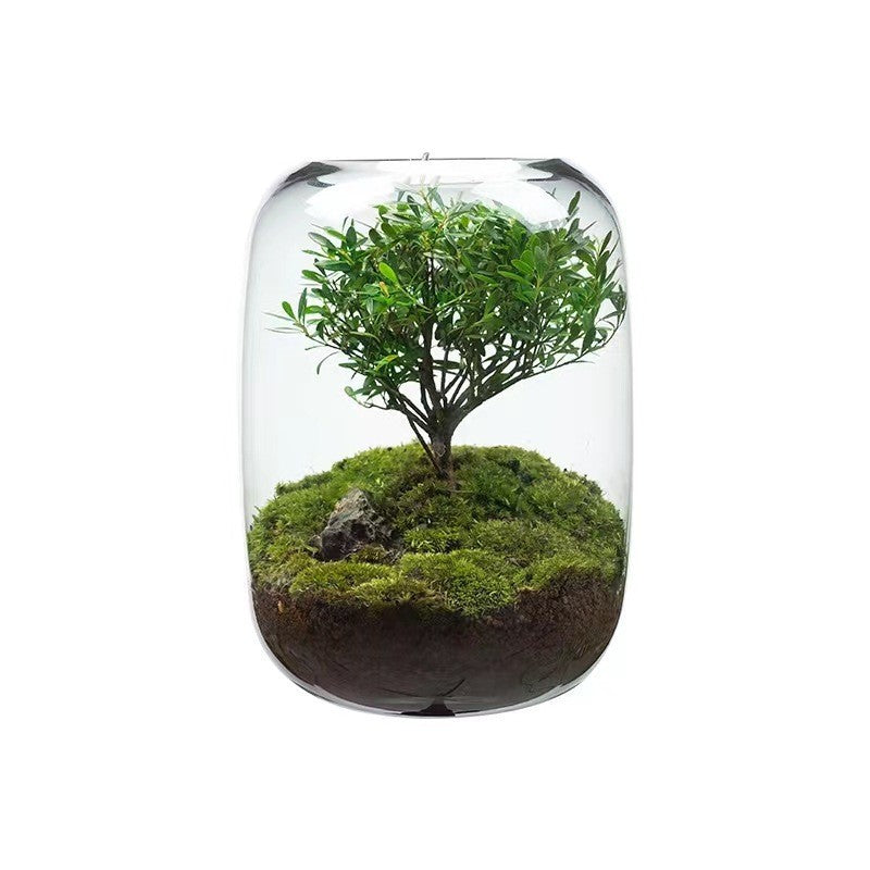 Plants Containers Office Home Ornamental Plant Glass Container Glass Plant Terrarium with LED Light Indoor Flower Pot Micro-Landscape with Grow Light Set Moss Vase Planter Terrariums (Color : Transpa