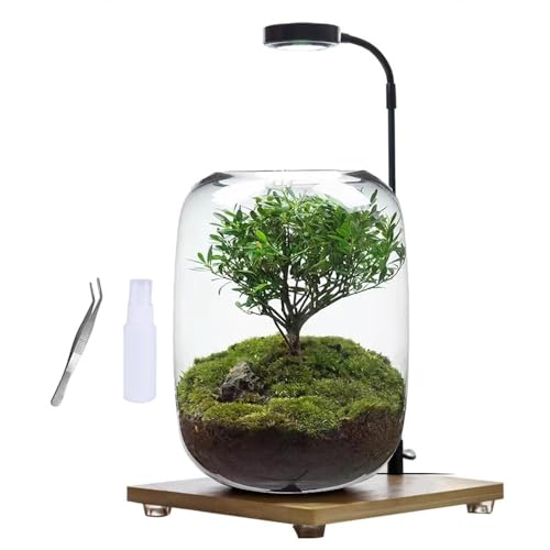 Plants Containers Office Home Ornamental Plant Glass Container Glass Plant Terrarium with LED Light Indoor Flower Pot Micro-Landscape with Grow Light Set Moss Vase Planter Terrariums (Color : Transpa