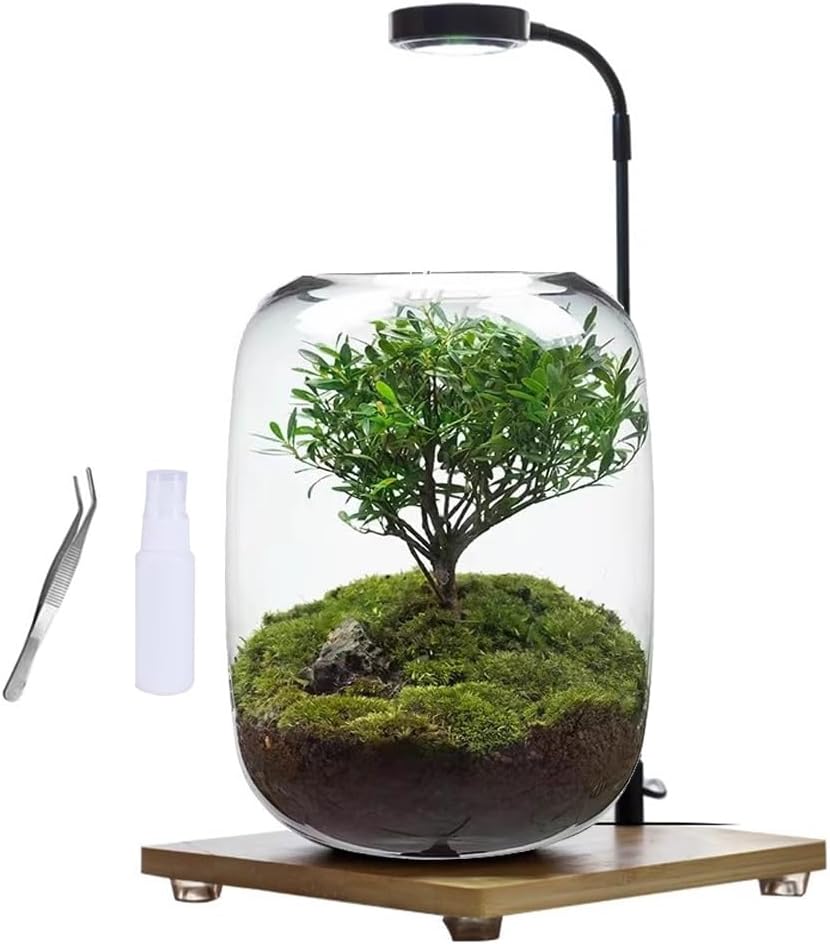 Plants Containers Office Home Ornamental Plant Glass Container Glass Plant Terrarium with LED Light Indoor Flower Pot Micro-Landscape with Grow Light Set Moss Vase Planter Terrariums (Color : Transpa