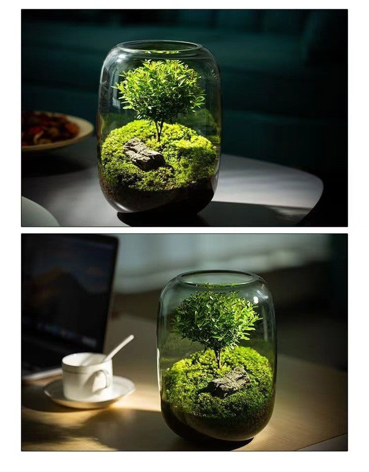 Plants Containers Office Home Ornamental Plant Glass Container Glass Plant Terrarium with LED Light Indoor Flower Pot Micro-Landscape with Grow Light Set Moss Vase Planter Terrariums (Color : Transpa